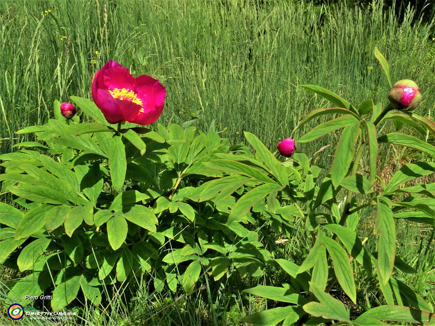 37  Peonia officinalis (Peonia selvatica) in piena fioritura ed in bocciolo.JPG